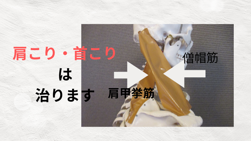 肩こり・首こり